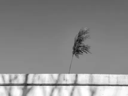 Casino Napoli Mobilna aplikacija